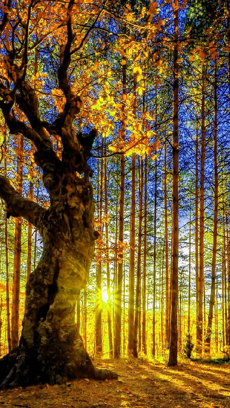 Sunlight in the forest, nature, sun rays, HD phone wallpaper | Peakpx