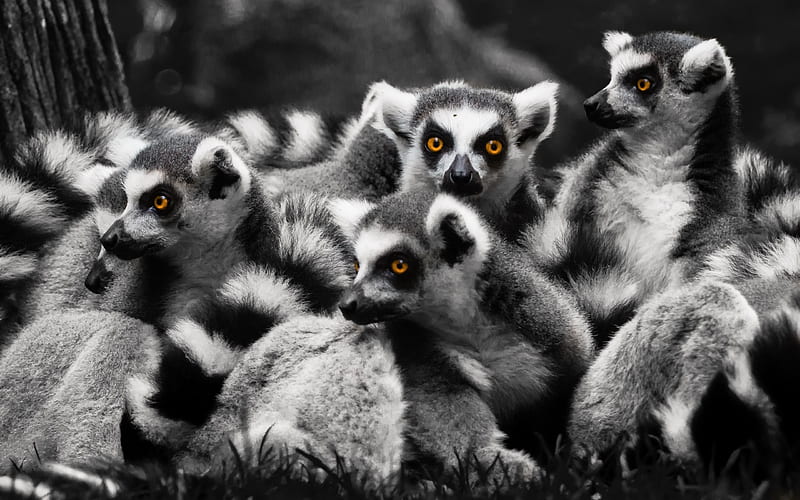 Lemurs, family, wildlife, monochrome, HD wallpaper