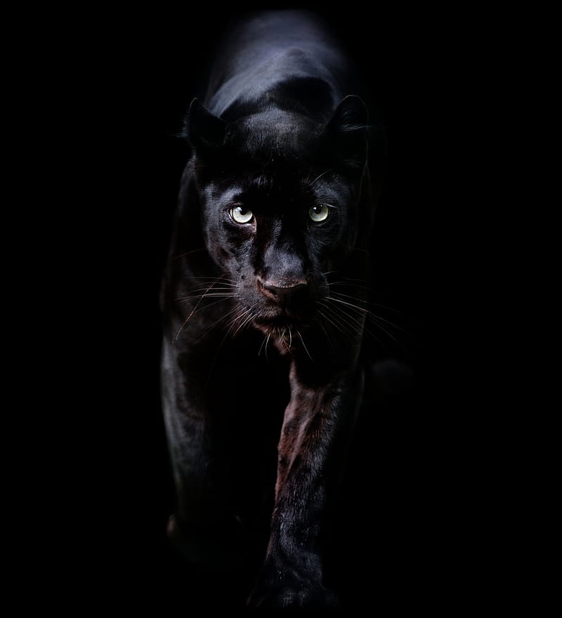 Black Panther, cat, dark, panthers, HD phone wallpaper