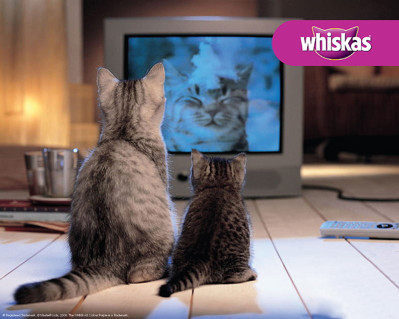 Purr Tv, kittens, cute, whiskas, animal, HD wallpaper