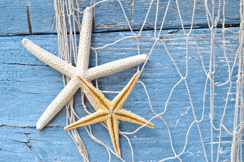 Starfish, seashells, sea, seashell, sand, marine, shell, sandy, summer, nature, star, natural, blue, HD wallpaper
