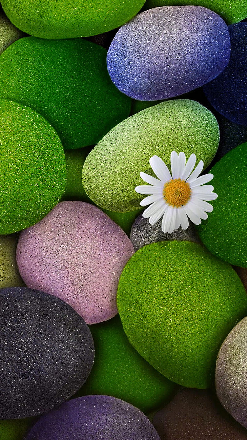 stones, flower, nature, pebble, stone, white, HD phone wallpaper