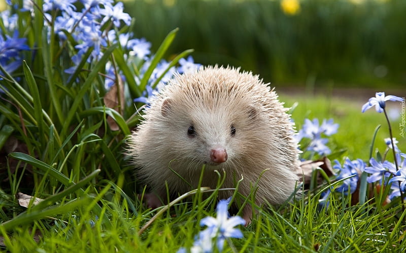 White Hedgehog, albinos, mammal, hedgehog, white, animal, HD wallpaper