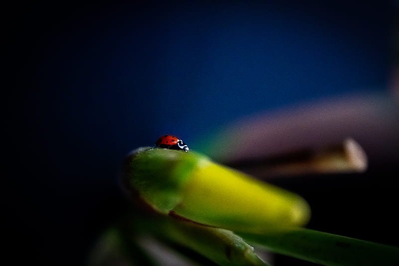 red ladybug perched on green leaf in close up graphy, HD wallpaper