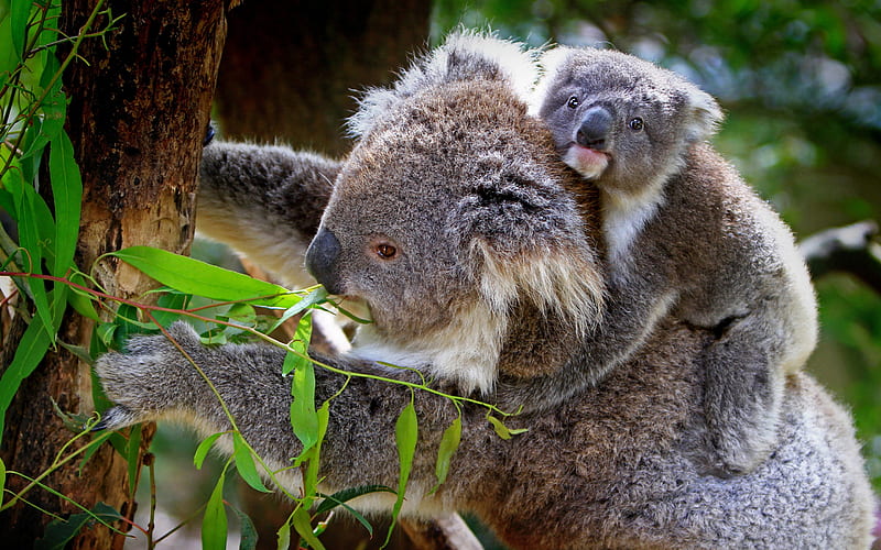 koalas, cute animals, marsupials, small koala, mother and cub, koala, HD wallpaper