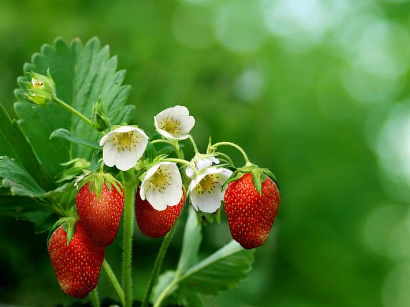strawberries in the garden, strawberries, garden, flowers, nature, HD wallpaper