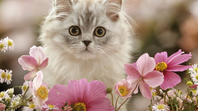 Silver tabby among flowers, cute, flower, cat, animal, sweet, HD wallpaper