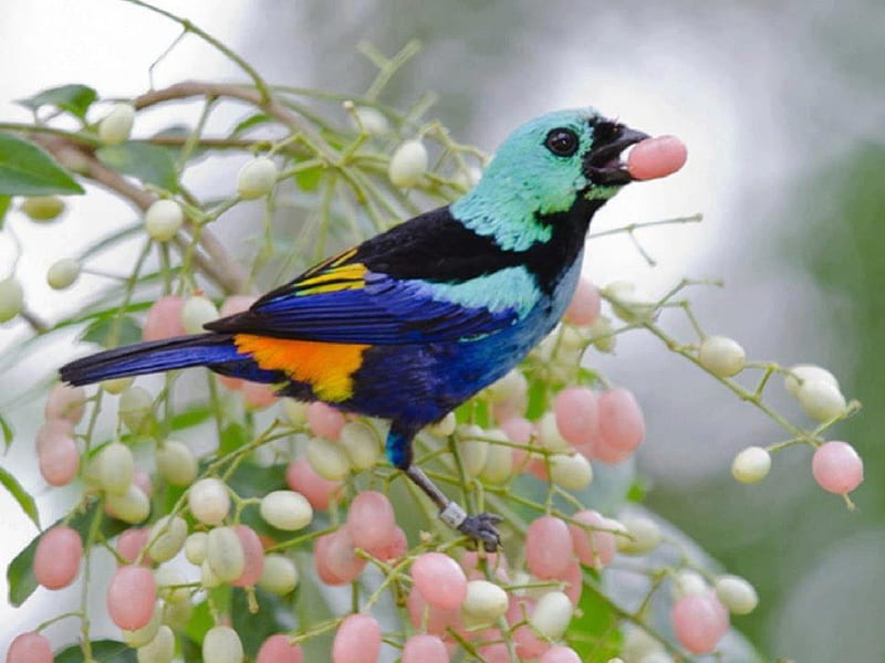 Beautiful bird with berries, fruit, berry, coloured bird, twig, beauty, animal, HD wallpaper