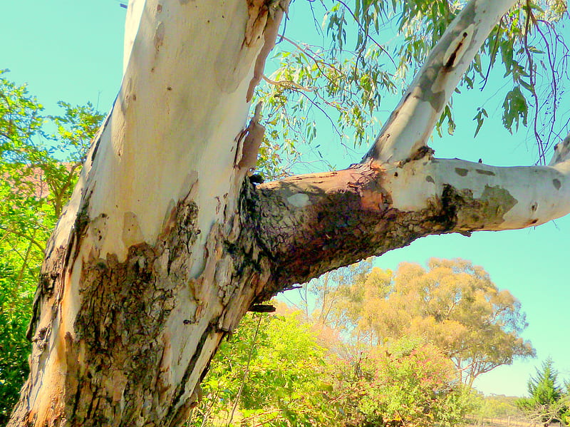 Eucalyptus, tree, desert, bush wilderness, australia, native, HD wallpaper