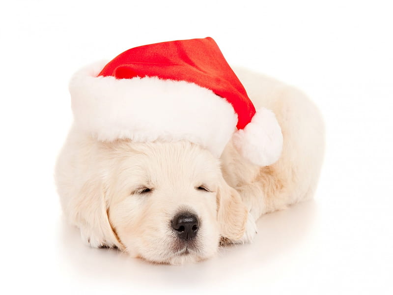 Cachorro de navidad, rojo, craciun, navidad, caine, animal, sombrero,  lindo, Fondo de pantalla HD | Peakpx