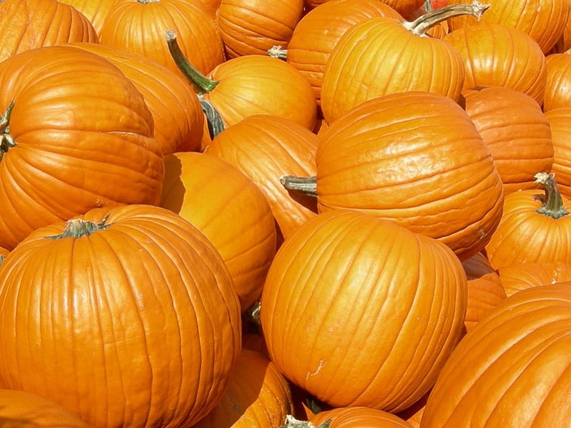 pumpkin patch, fall, autumn, patch, pumpkin, HD wallpaper
