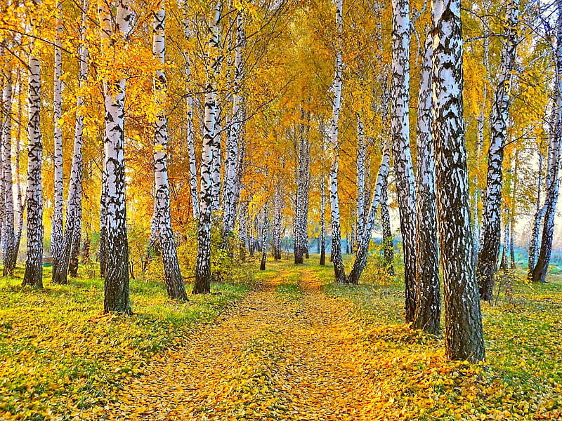 Birch Forest in an Autumnal setting, road, trees, pretty, rural, autumn birch, country, graphy, path, nature, forests, HD wallpaper