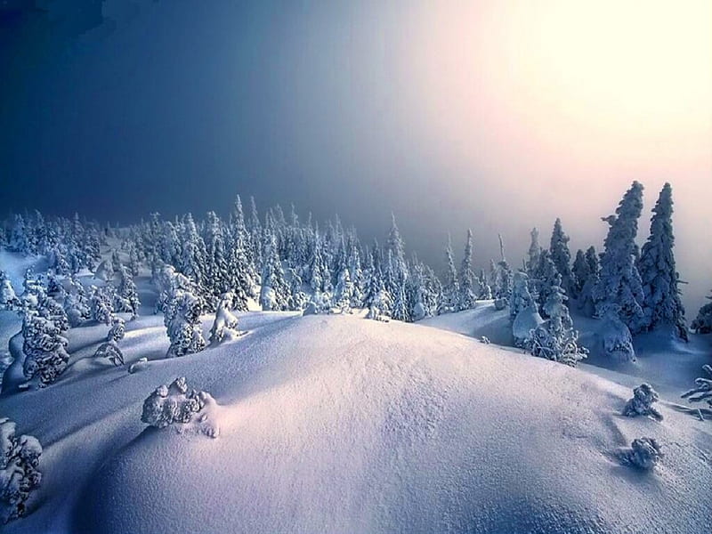 Untouched, snow, trees, winter, light, cold, HD wallpaper