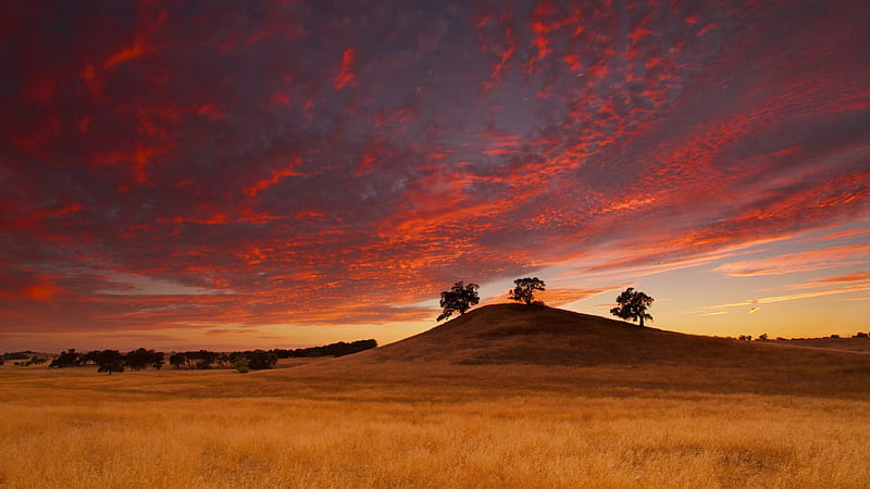 Sunset Field Sunsets Nature Fields Trees Sky Hd Wallpaper Peakpx