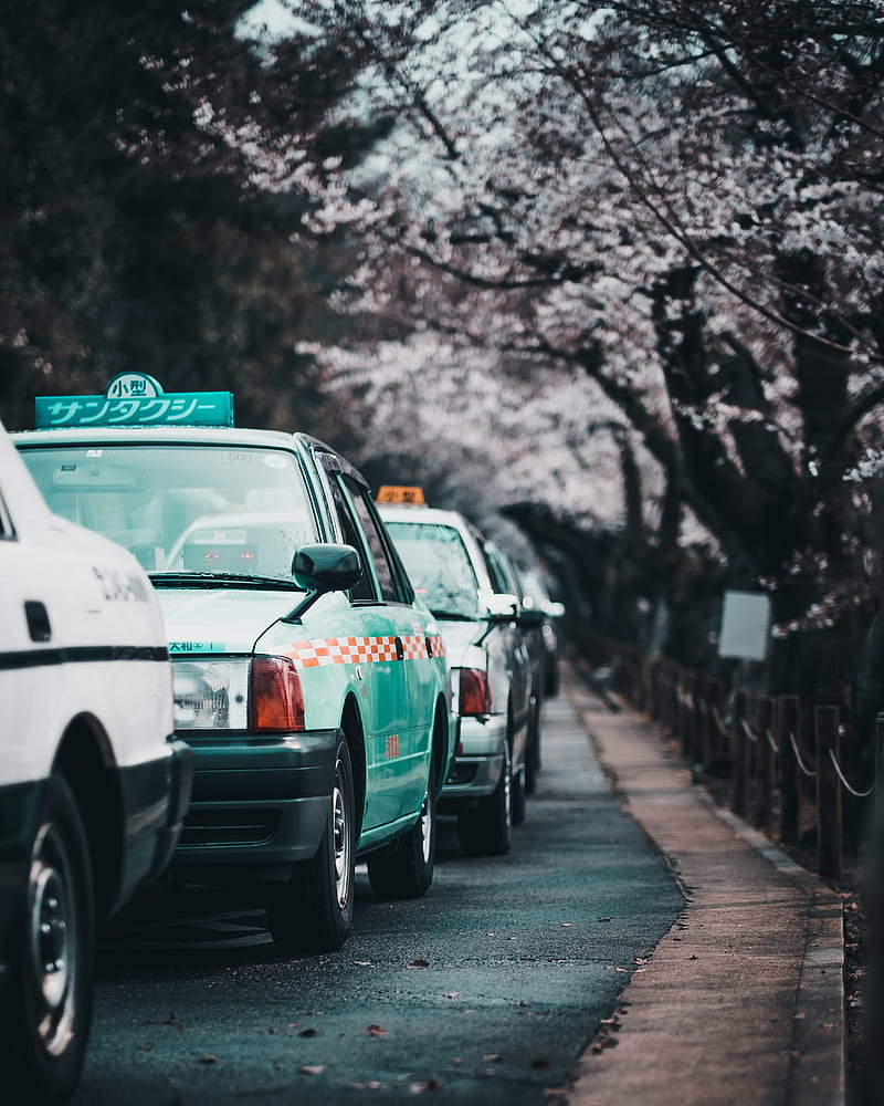 japan, taxi queue, sakura blossom, cherry trees, transportation, City, HD phone wallpaper