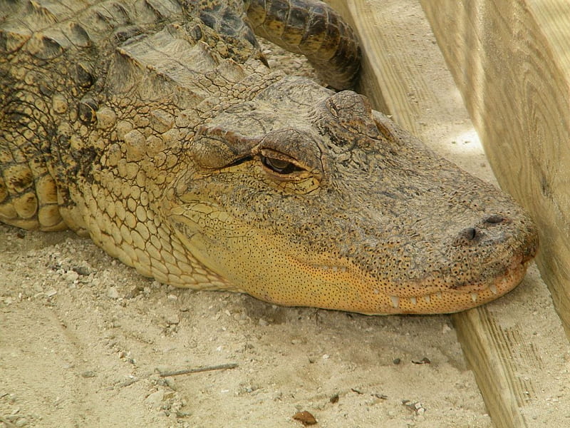 American Alligator, Reptile, Crocidilian, Everglades, Alligator, HD wallpaper