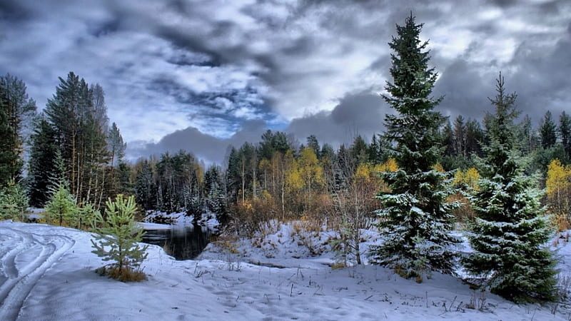 Winter in pine forest, forest, winter, pine, mountains, nature, fir, scene, landscape, wood, HD wallpaper