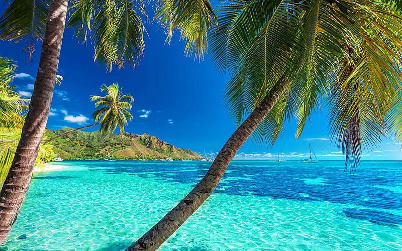 tropical islands sea, palm trees, yachts, rest, beaches, tourism concepts, travel concepts, HD wallpaper
