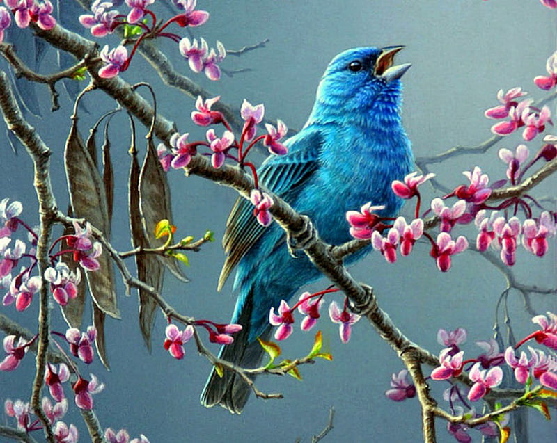 Bluebird Calling, tree, bird, branch, cherry tree, cherry blossoms, bluebird, HD wallpaper