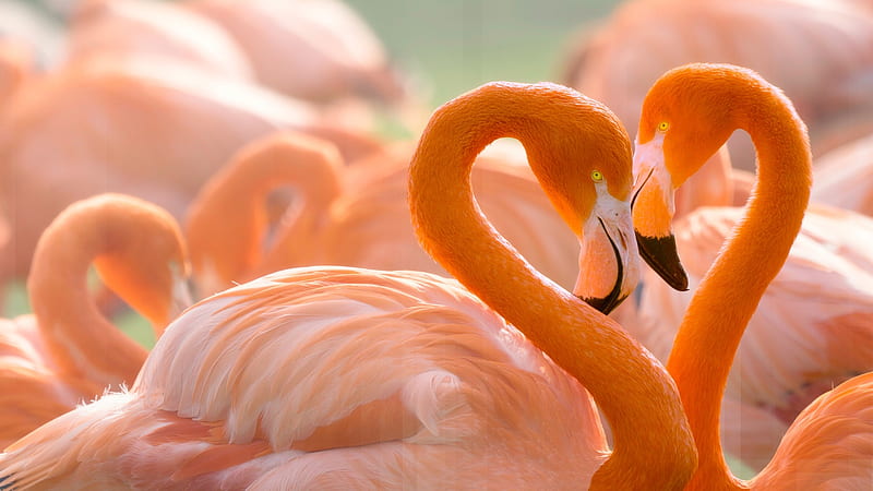 Flamingos, bird, orange, heart, flamingo, pasari, valentine, pink, HD wallpaper