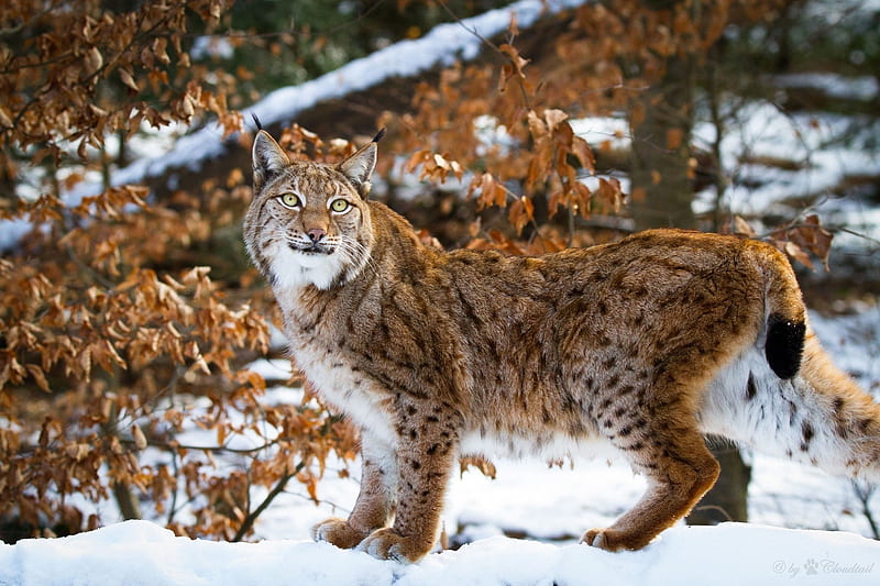 Lynx wild cat carnivore posture grace winter snow . . 766657, HD wallpaper