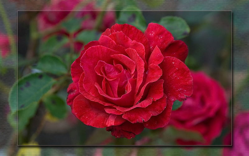 Red Roses, garden, HD wallpaper | Peakpx