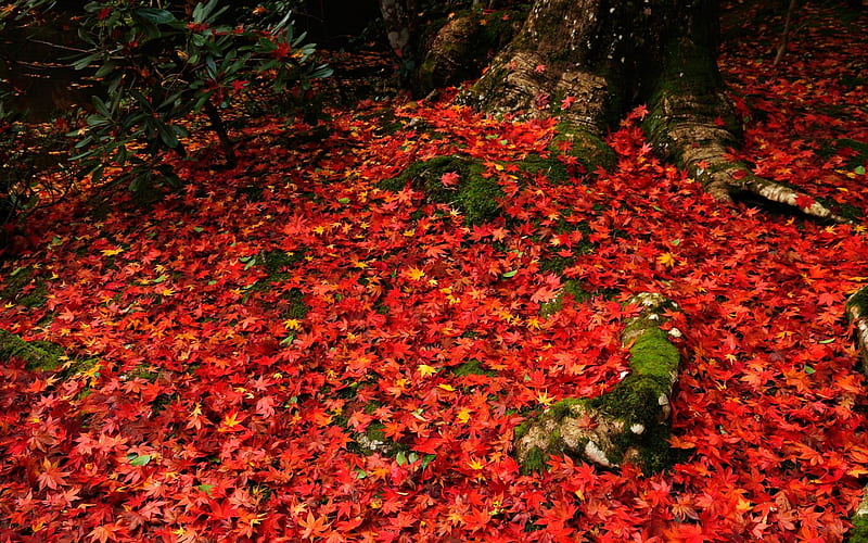 Montreal red Maple Leaf-Enkoji Temple Autumn, HD wallpaper
