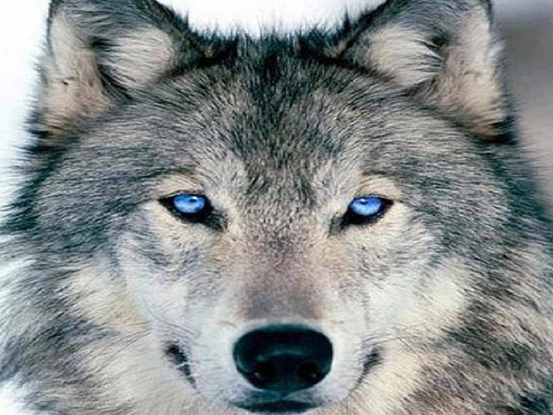 Beauty In The World, nature, wolf, animals, dogs, HD wallpaper | Peakpx