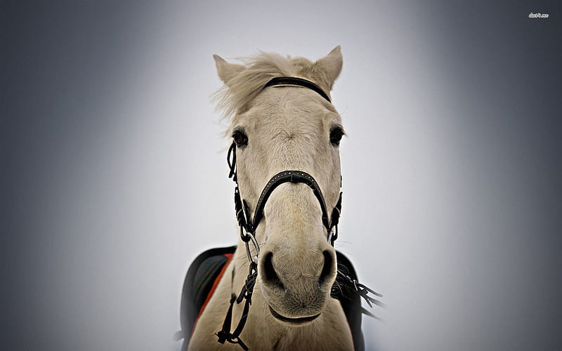 white horse, face, portrait, horse, saddle, HD wallpaper