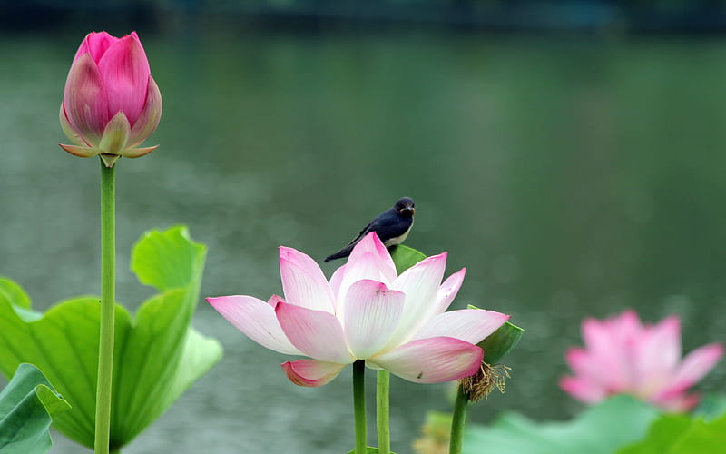Morning pond pink lotus bloom swallow, HD wallpaper