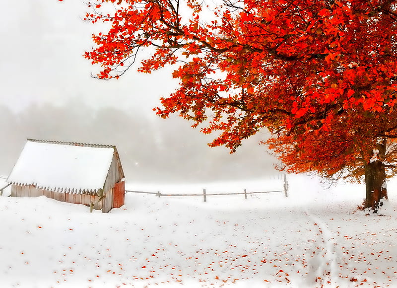 Autumn and winter red, autumn, tree, winter, HD wallpaper