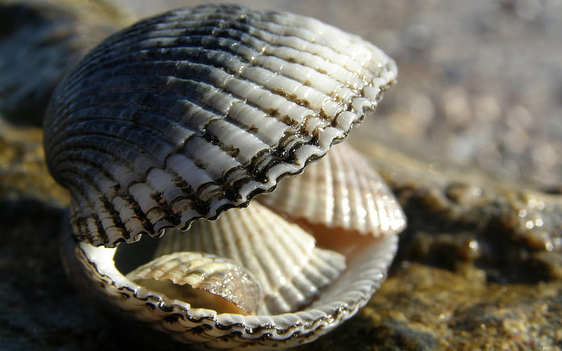 shells-Macro graphy Series, HD wallpaper