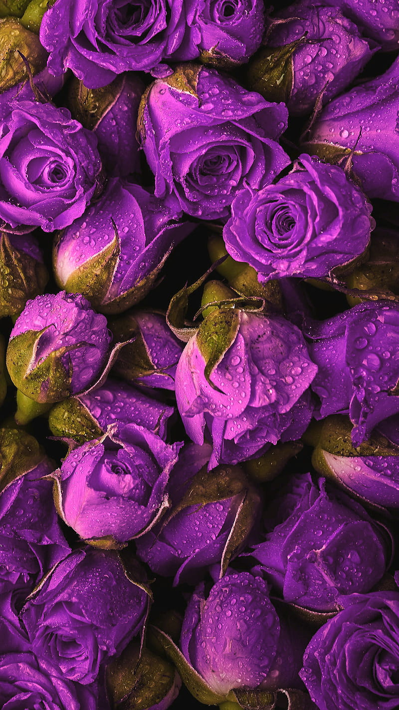 Purple roses, drops, flowers, love, rose, spring, water, waterdrops, waterlets, HD phone wallpaper