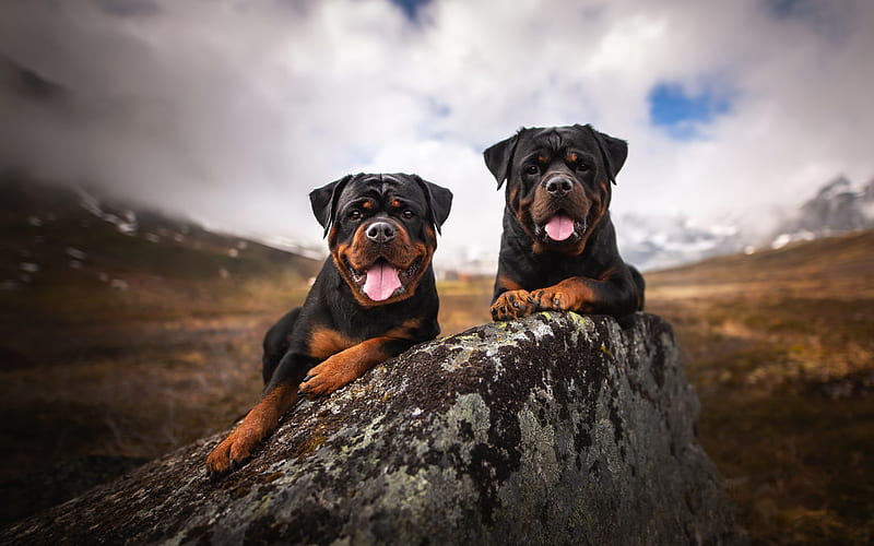 rottweiler, black dogs, pets, mountains, dogs, German breeds of dogs, HD wallpaper
