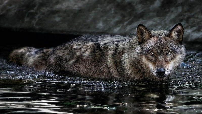 If Looks Could Kill, stare, wading, water, riveting, color, fierce, wolf, stalking, looking, fur, gorgeous, HD wallpaper