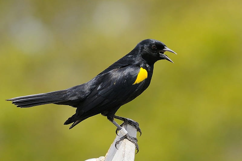 Yellow Shouldered Blackbird, yellow, black, bird, animal, HD wallpaper