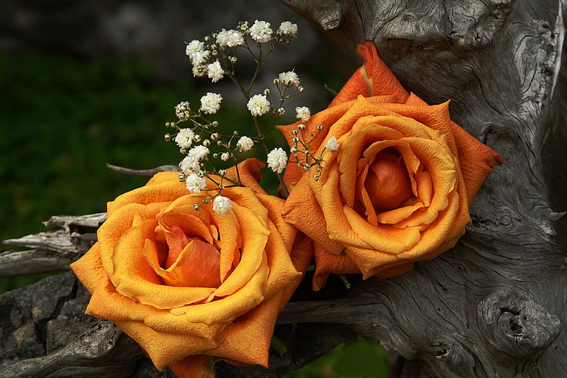 Old and New, pretty, two, orange, petals, roses, white, wood, pair, HD wallpaper