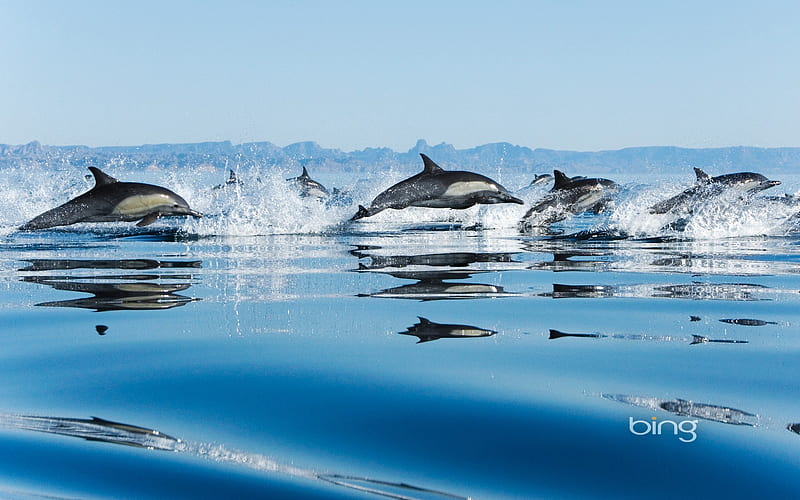 California Gulf of dolphins-Bing, HD wallpaper