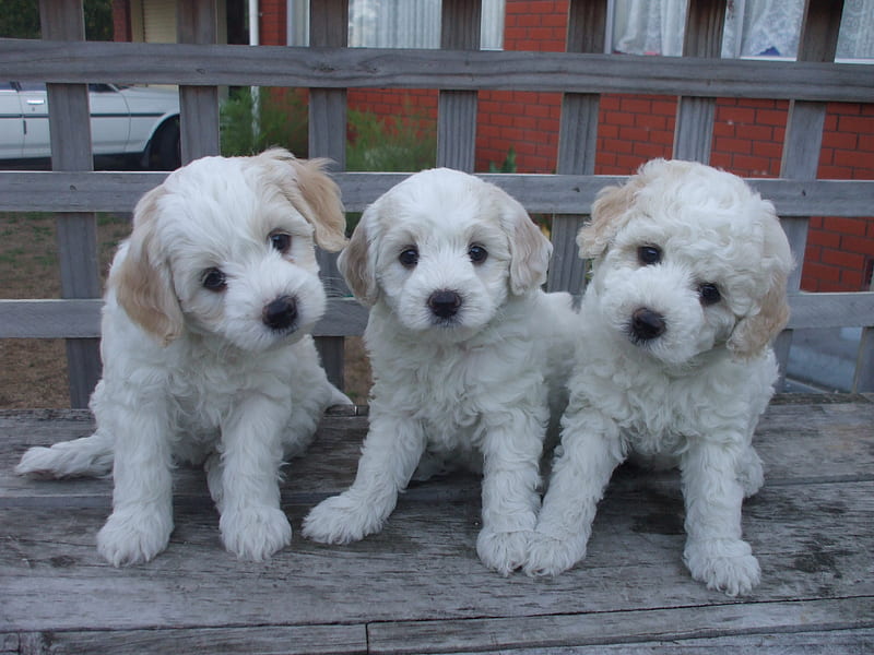 Curious puppies posing for the , fluffy, curious, three, cute, puppies, head tilt, pup, white, deck, pups, HD wallpaper