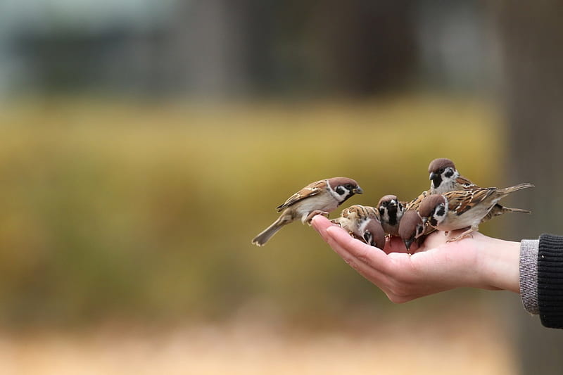 Sparrows, hand, sparrow, food, bird, HD wallpaper