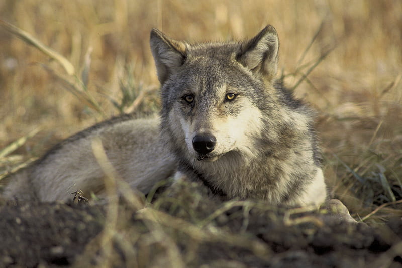 Resting Grey Wolf, cunning, beautiful, canine, gris, grey wolf, wolf, majestic, dog, HD wallpaper