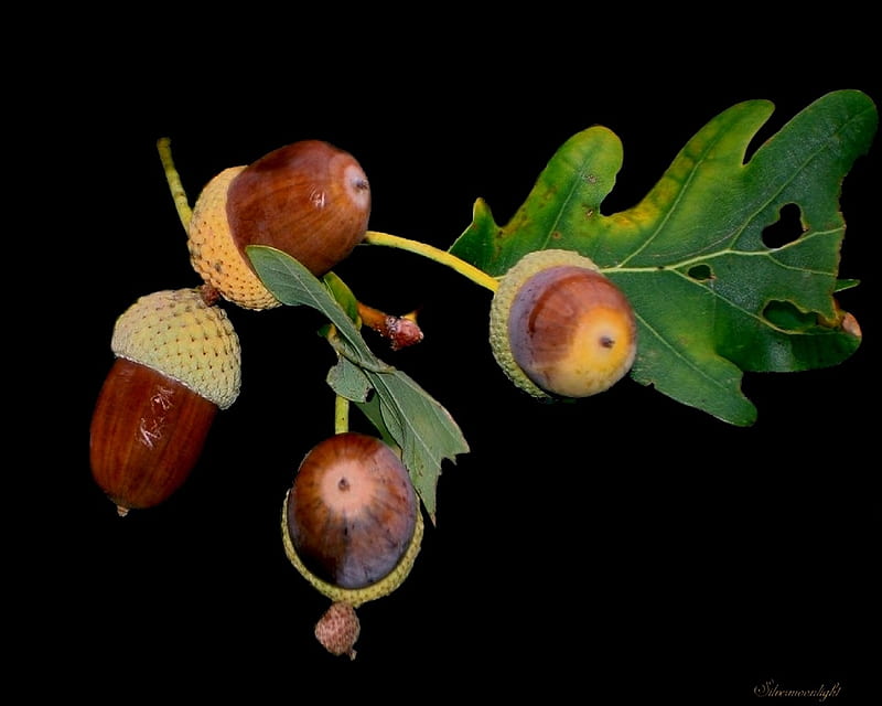acorn, nature, oak, leaves, acorns, HD wallpaper