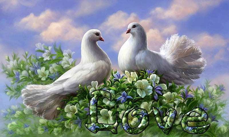 Love Doves F1Cmp, art, romance, words, bonito, illustration, artwork, animal, doves, bird, avian, love, painting, wide screen, wildlife, HD wallpaper