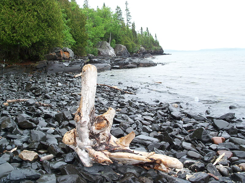 Driftwood on rocky beach, forest, beach, rock, lake, wood, HD wallpaper