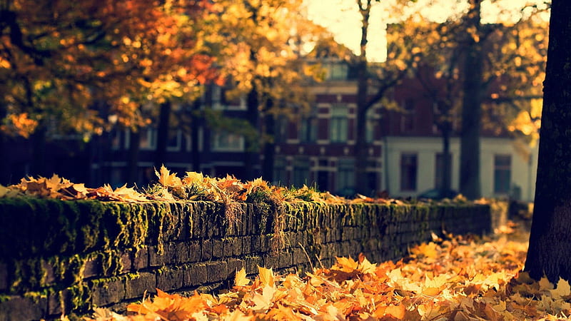 Yellow Dry Leaves Algae Covered Brick Stones Autumn Fall Trees Blur House Background Nature, HD wallpaper