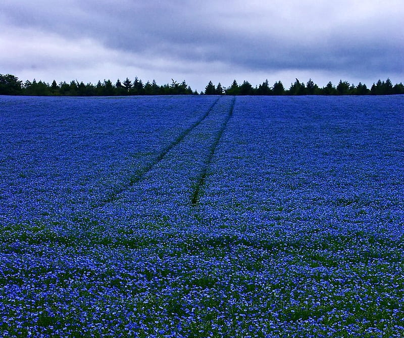 Field of blue flowers, blue flowers, evening, trees, tracks, field, HD wallpaper