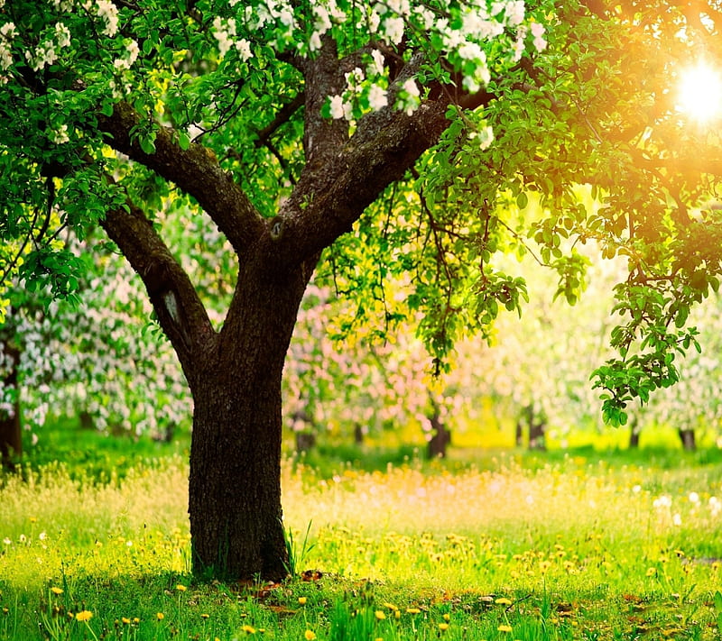 Sunshine, beauty, cool, green, leaves, nature, tree, HD wallpaper | Peakpx