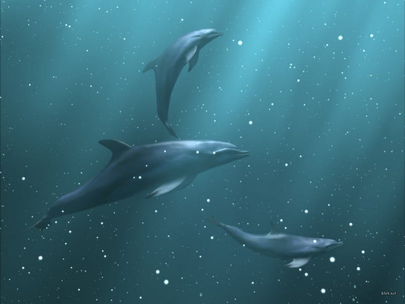 Delfines, familia de delfines de tres, Fondo de pantalla HD | Peakpx Delfines, familia de delfines de tres, Fondo de pantalla HD | Peakpx