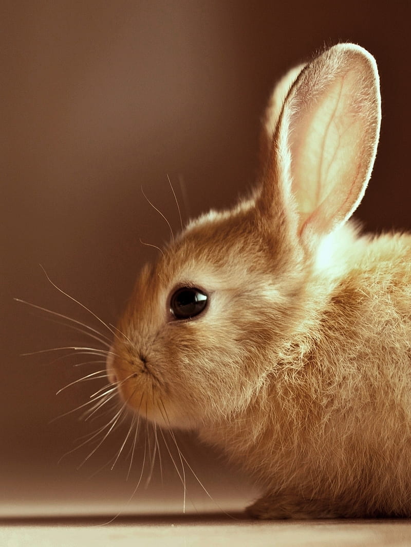 My Bunny Rabbit HD Wallpapers New Tab Theme - MyStart