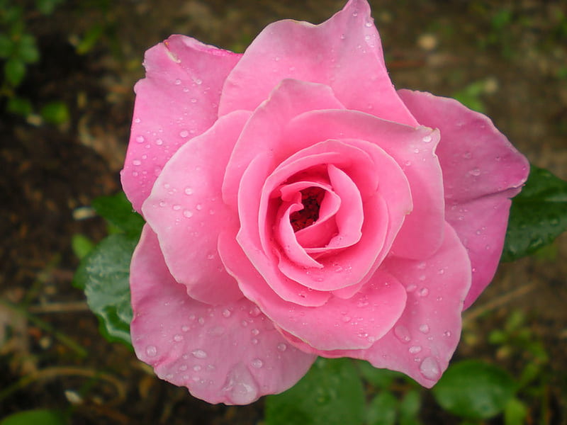 Pink Rose and Raindrops, pink rose, graphy, rose, raindrops, flower, nature, HD wallpaper
